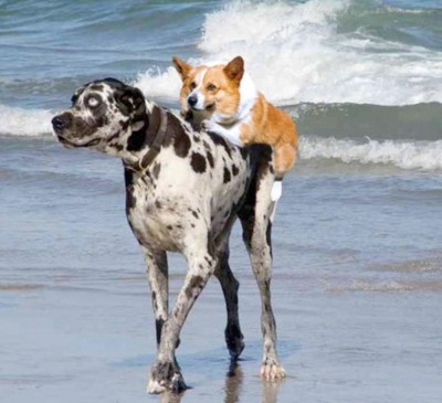 10-Uses-for-the-Dalmatian-Dog-What-Are-They-271.jpg