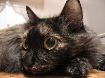 Кошко-2-medium.jpg