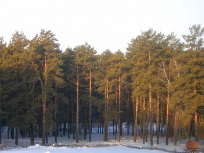 Лес.JPG