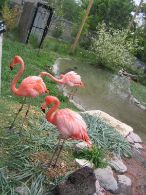 flamingo 3.jpg