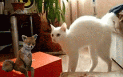 gifki-uporotyy-lisa-pesochnitsa-484518.gif