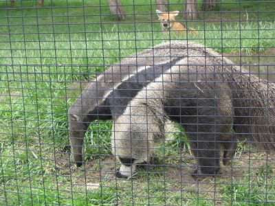 murov'ed i ryjiy wolf.jpg