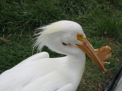 pelikan4.jpg