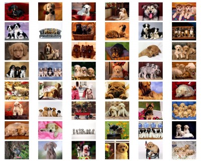 Puppies.jpg