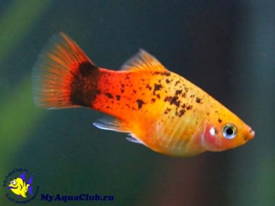 Xiphophorus_maculatus_01.jpg