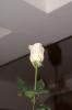 Файл=PICT0085.JPG
Объём=60KB
Размеры=851x1280
Дата=Нояб 28, 2006 PICT0085.JPG
