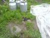 Файл=DSC00951.JPG
Объём=237KB
Размеры=1280x960
Дата=Окт 31, 2007 DSC00951.JPG