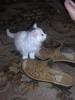 Файл=P1010002_resize.jpg
Объём=84KB
Размеры=450x600
Дата=Март 22, 2007 P1010002_resize.jpg