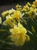 Файл=PICT3354.JPG
Объём=147KB
Размеры=500x667
Дата=Май 17, 2008 PICT3354.JPG