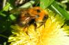 Файл=bumblebee.jpg
Объём=387KB
Размеры=680x454
Дата=Дек 26, 2007 bumblebee.jpg
